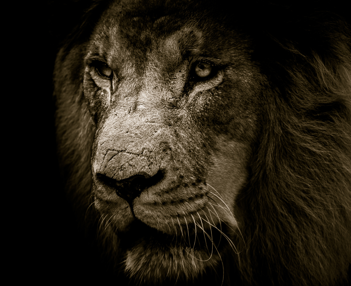 Black And White Portrait Of A Lion